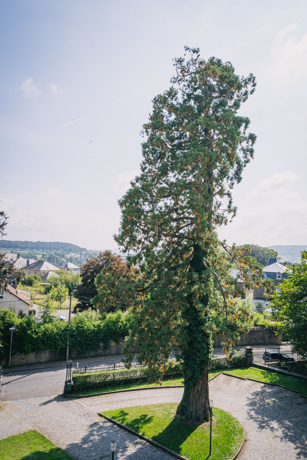 Arbre de l'année