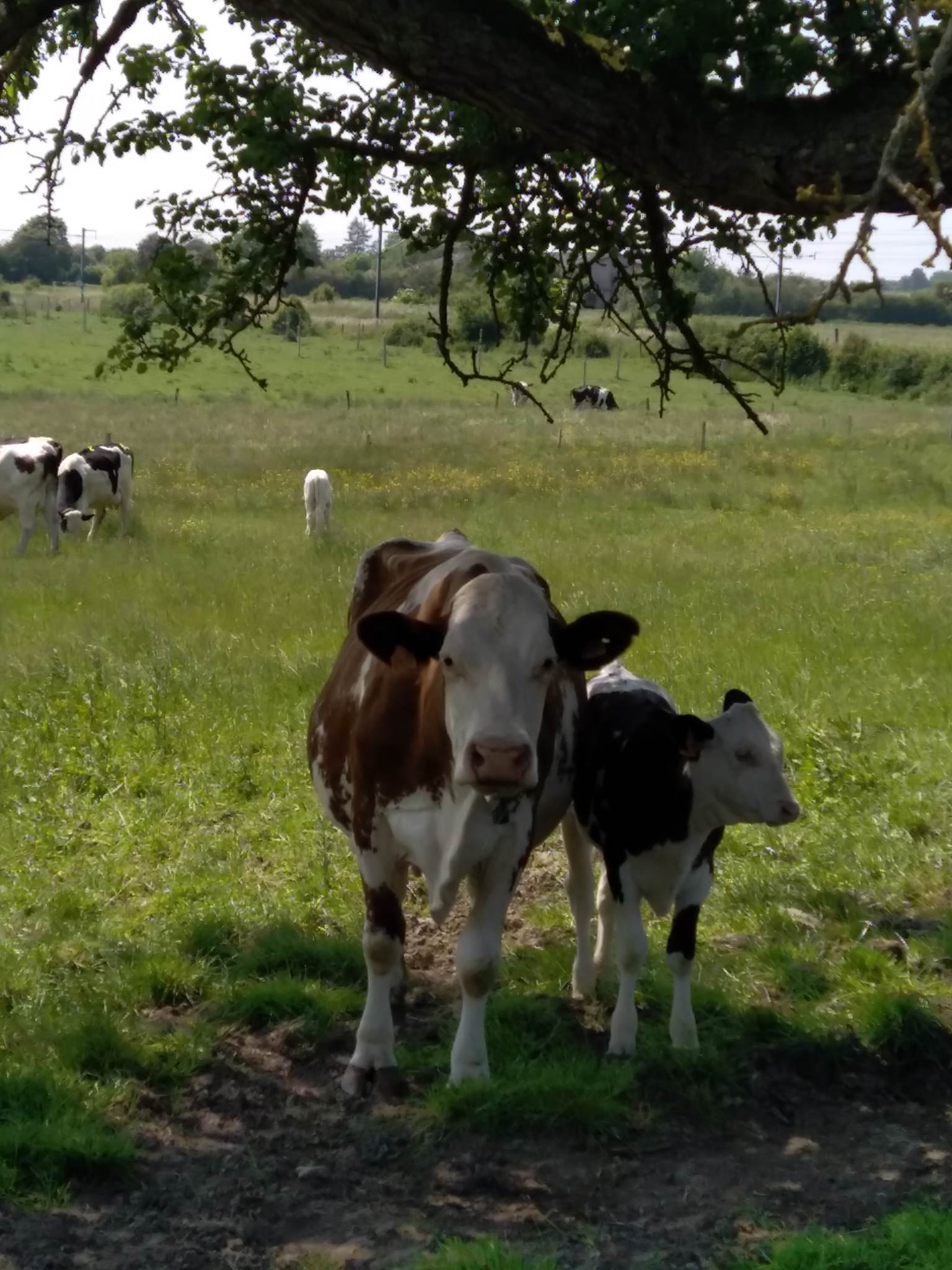 Agricultures