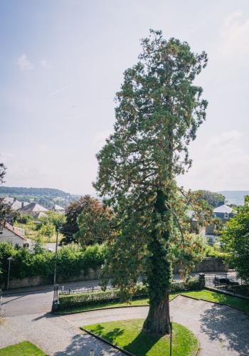 Sequoia géant