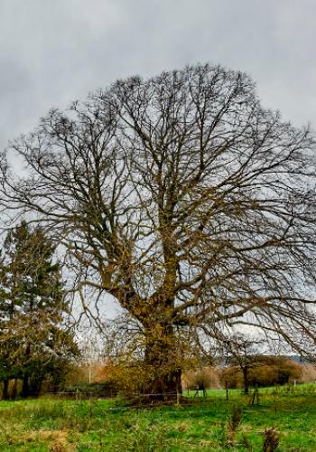 De Lindeboom «do Vî Payîs» te Bioul